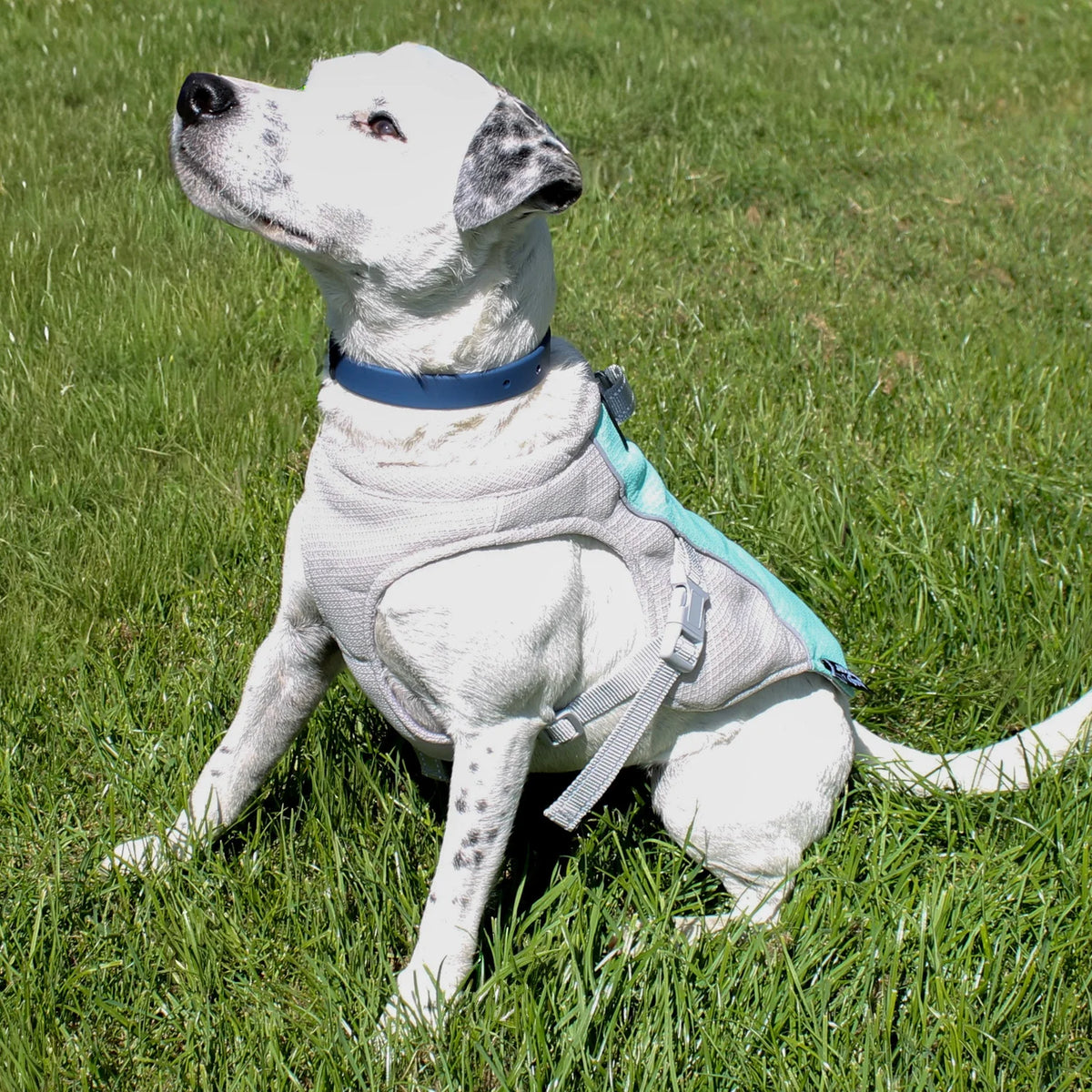 Cooling Vest for Pets