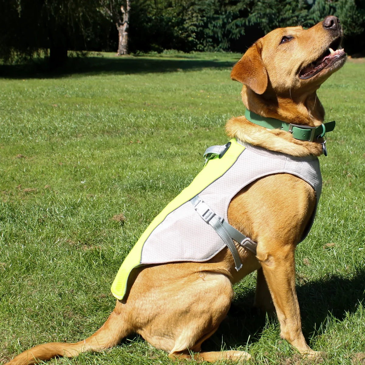 Cooling Vest for Pets