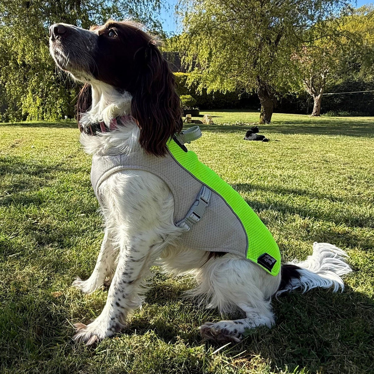 Cooling Vest for Pets
